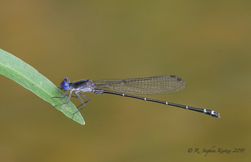 Argia translata, male